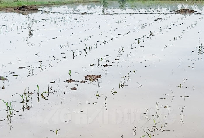 Khoảng 40 ha ngô tại xã Hồng Phong có nguy cơ mất trắng do ngập úng